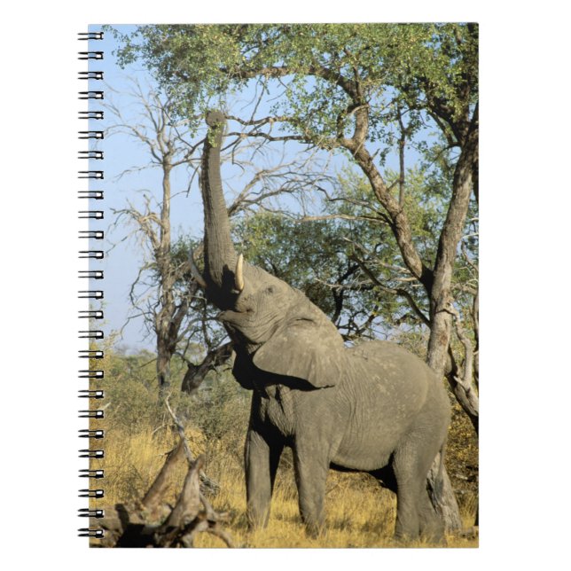 Africa, Botswana, Okavango Delta. African 2 Notebook (Front)