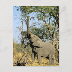 Africa, Botswana, Okavango Delta. African 2 Postcard