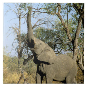 Africa, Botswana, Okavango Delta. African 2 Tile