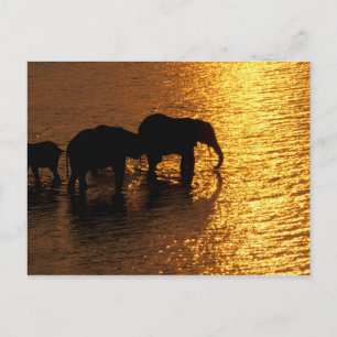 Africa, Botswana, Okavango Delta. African Postcard