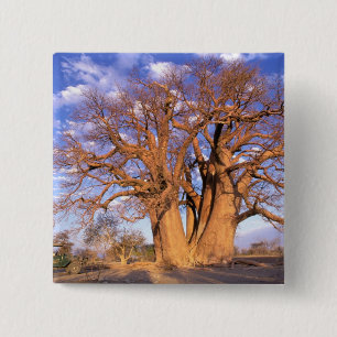 Africa, Botswana, Okavango Delta. Baobab 15 Cm Square Badge