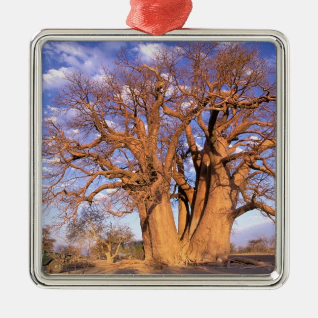 Africa, Botswana, Okavango Delta. Baobab Metal Tree Decoration (Front)