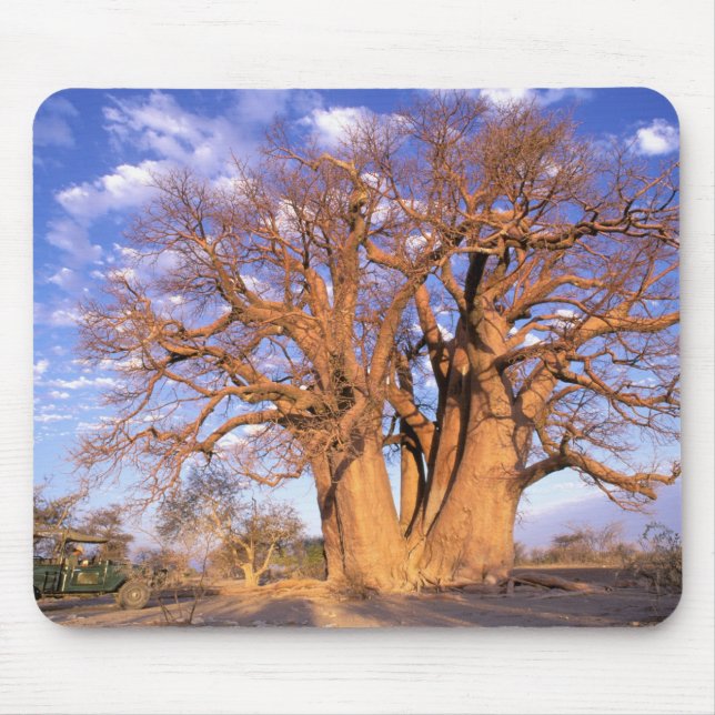 Africa, Botswana, Okavango Delta. Baobab Mouse Mat (Front)