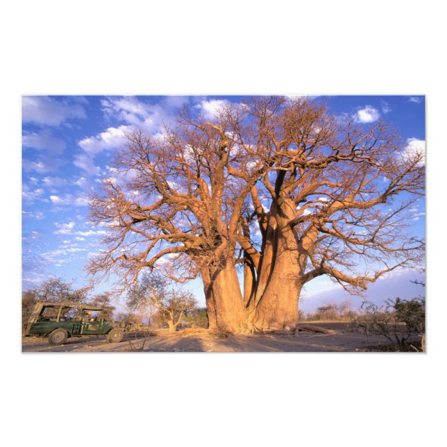 Africa, Botswana, Okavango Delta. Baobab Photo Print (Front)