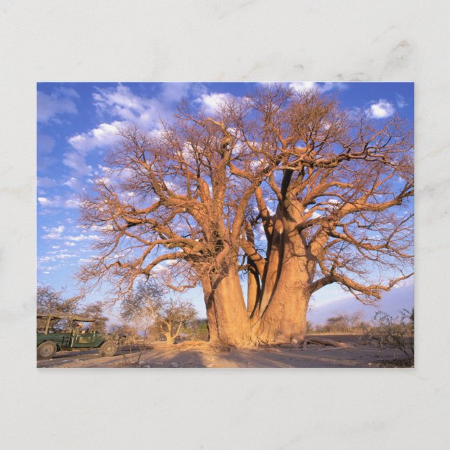 Africa, Botswana, Okavango Delta. Baobab Postcard (Front)