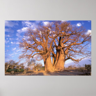 Africa, Botswana, Okavango Delta. Baobab Poster
