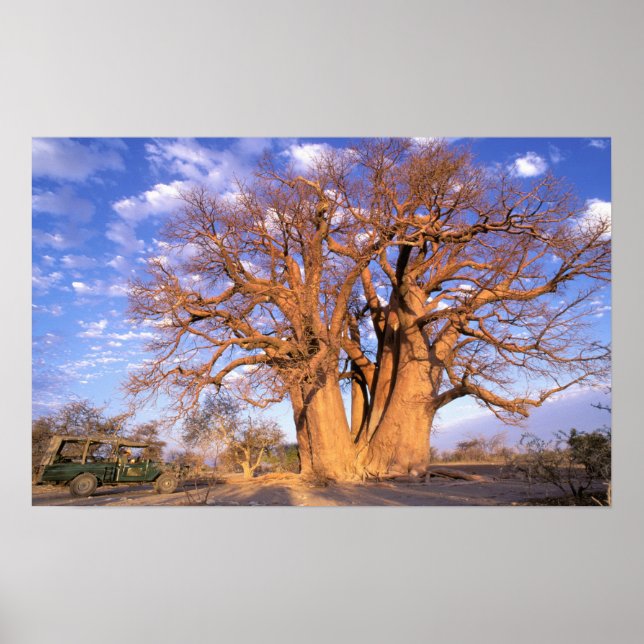 Africa, Botswana, Okavango Delta. Baobab Poster (Front)