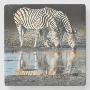 Africa,Botswana, Okavango Delta, Davison Camp Stone Coaster