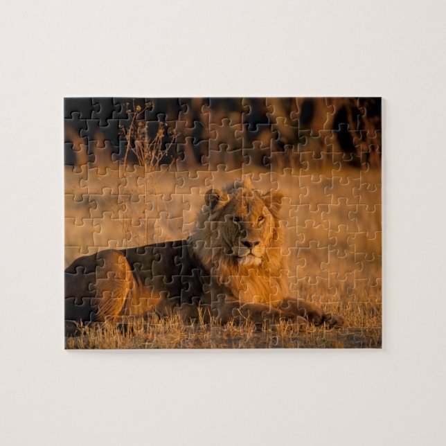 Africa, Botswana, Okavango Delta. Lion (Panthera Jigsaw Puzzle (Horizontal)