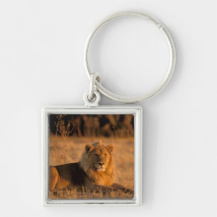 Africa, Botswana, Okavango Delta. Lion (Panthera Key Ring