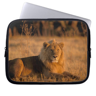 Africa, Botswana, Okavango Delta. Lion (Panthera Laptop Sleeve