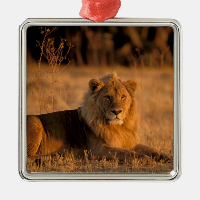 Africa, Botswana, Okavango Delta. Lion (Panthera Metal Tree Decoration (Front)