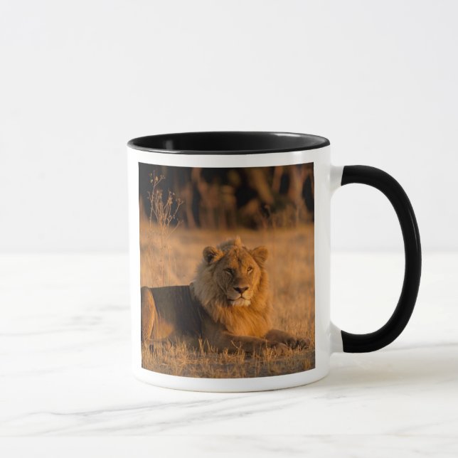 Africa, Botswana, Okavango Delta. Lion (Panthera Mug (Right)