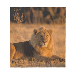 Africa, Botswana, Okavango Delta. Lion (Panthera Notepad