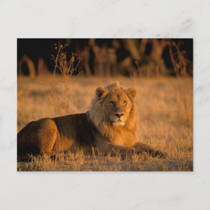 Africa, Botswana, Okavango Delta. Lion (Panthera Postcard