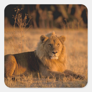Africa, Botswana, Okavango Delta. Lion (Panthera Square Sticker