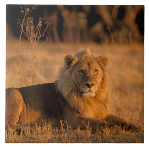 Africa, Botswana, Okavango Delta. Lion (Panthera Tile