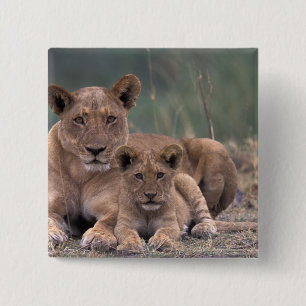 Africa, Botswana, Okavango Delta. Lions 15 Cm Square Badge