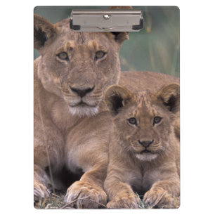 Africa, Botswana, Okavango Delta. Lions Clipboard