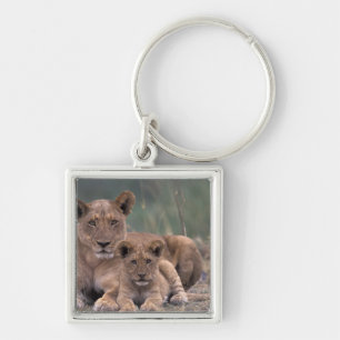 Africa, Botswana, Okavango Delta. Lions Key Ring