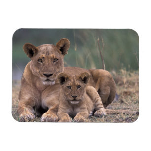 Africa, Botswana, Okavango Delta. Lions Magnet