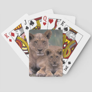 Africa, Botswana, Okavango Delta. Lions Playing Cards