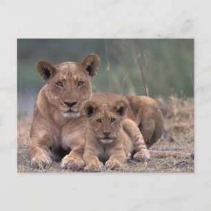 Africa, Botswana, Okavango Delta. Lions Postcard