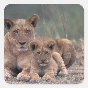 Africa, Botswana, Okavango Delta. Lions Square Sticker