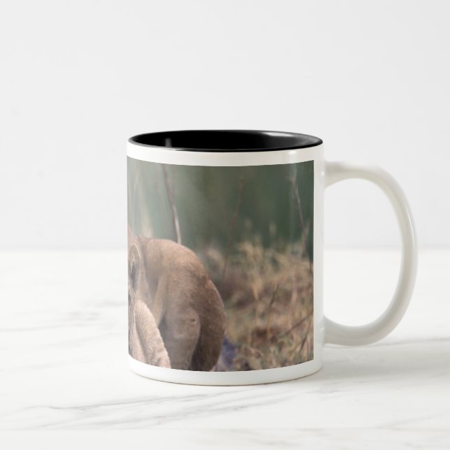 Africa, Botswana, Okavango Delta. Lions Two-Tone Coffee Mug (Right)