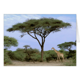 Africa, Botswana, Okavango Delta. Southern