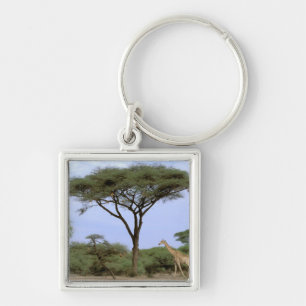 Africa, Botswana, Okavango Delta. Southern Key Ring