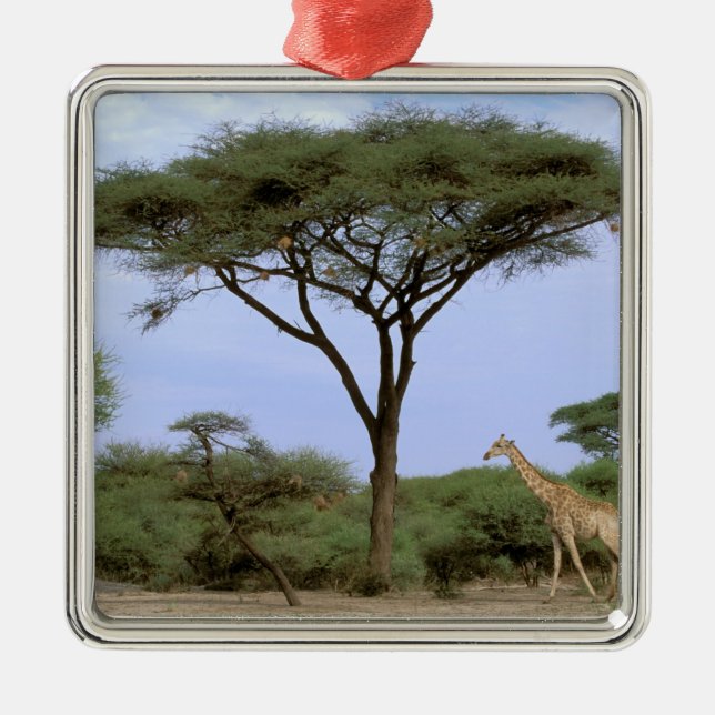 Africa, Botswana, Okavango Delta. Southern Metal Tree Decoration (Front)