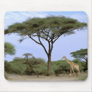 Africa, Botswana, Okavango Delta. Southern Mouse Mat