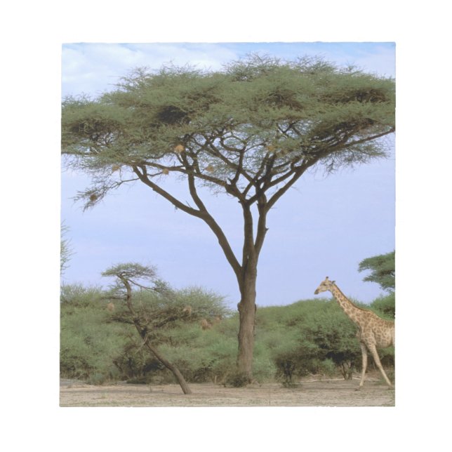 Africa, Botswana, Okavango Delta. Southern Notepad (Front)