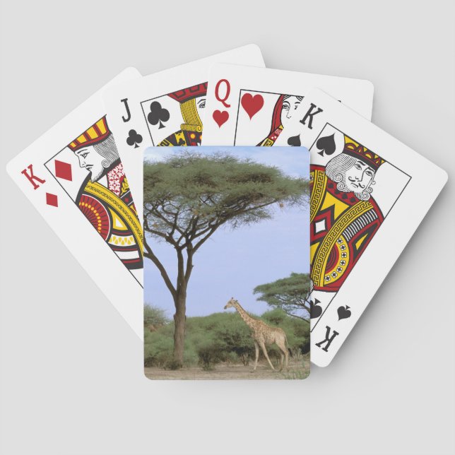 Africa, Botswana, Okavango Delta. Southern Playing Cards (Back)