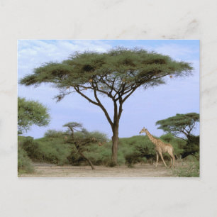 Africa, Botswana, Okavango Delta. Southern Postcard