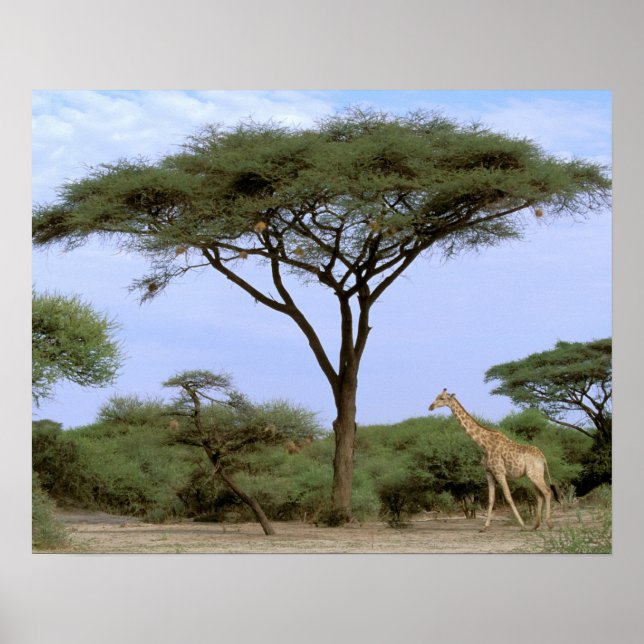 Africa, Botswana, Okavango Delta. Southern Poster (Front)