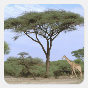 Africa, Botswana, Okavango Delta. Southern Square Sticker
