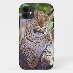 Africa, Botswana, Okvango Delta, wild leopard. 2 iPhone 11 Case