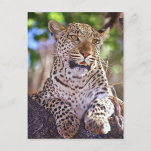Africa, Botswana, Okvango Delta, wild leopard. 2 Postcard