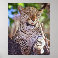 Africa, Botswana, Okvango Delta, wild leopard. 2
