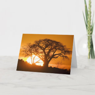 Africa, Botswana, Setting sun silhouettes Baobab Card