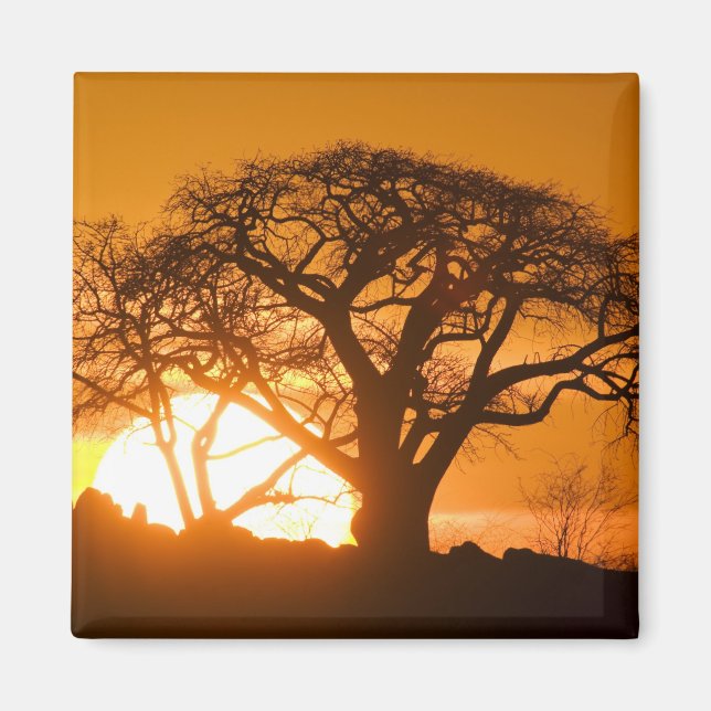 Africa, Botswana, Setting sun silhouettes Baobab Magnet (Front)