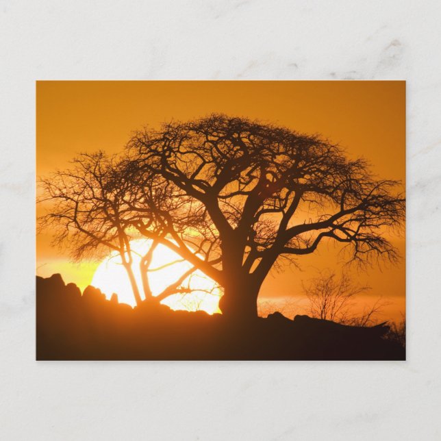 Africa, Botswana, Setting sun silhouettes Baobab Postcard (Front)