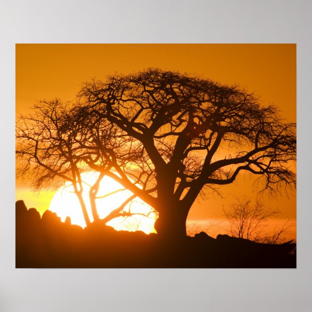 Africa, Botswana, Setting sun silhouettes Baobab Poster (Front)