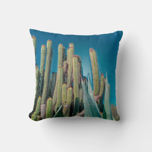 Africa Desert Cactus Plants Prickly Pear Cushion