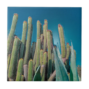 Africa Desert Landscape Nature Cactus Plant Tile