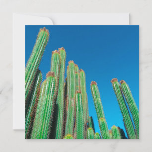 Africa Desert Landscape Nature Cactus Plants Card