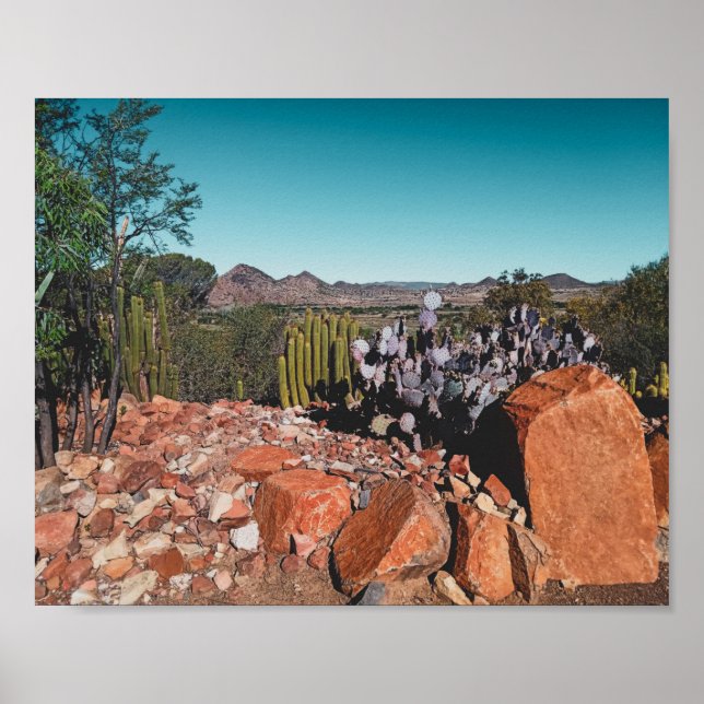 Africa Desert Landscape Nature Cactus Plants Postc Poster (Front)