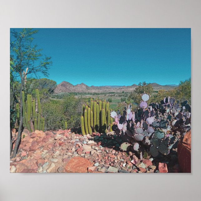 Africa Desert Landscape Nature Cactus Plants Poster (Front)